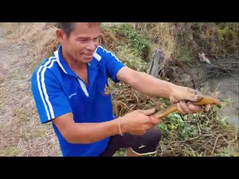 Video: Thailändische Fischbrühe