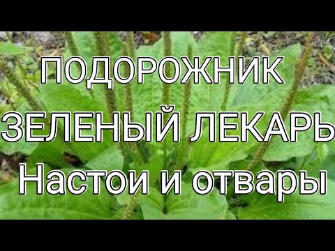 ЗЕЛЁНЫЙ ЛЕКАРЬ -  ПОДОРОЖНИК ! ЦЕЛЕБНЫЕ НАСТОИ И ОТВАРЫ !