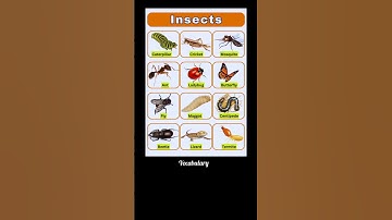 Insects🐛 #englishlanguage #vocabs #englishvocabulary #education #englishspeaking #sub #spokenword