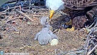 USS Bald Eagle Cam 1 4-15-24 @ 13:25:09 USS7 Sac Scar - 7 absorbed yolk.  Bare patch called Apteriat