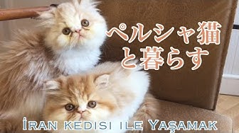 ペルシャ猫 Youtube