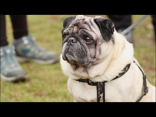 pug runny nose