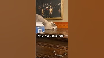 He found the catnip bag again… #cat #catnip #stupidcat