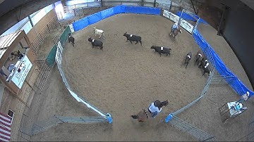 Big Sky Ranch Sorting Saddle Series #4 - OPEN - Round #2 - Ride #7