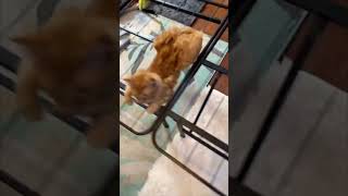Cat Chills on Bedframe During Room Rearrangement