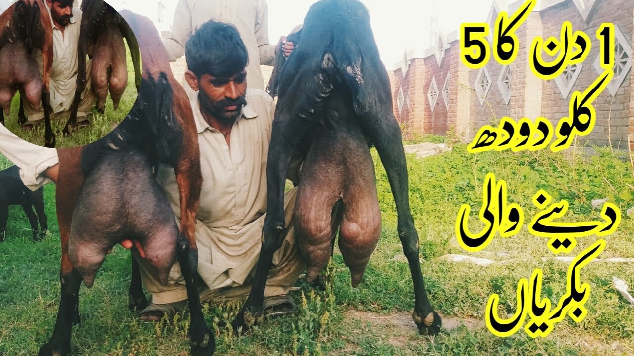 Best Milking Goat Documentry in Urduhindi Goat Milking Beetal