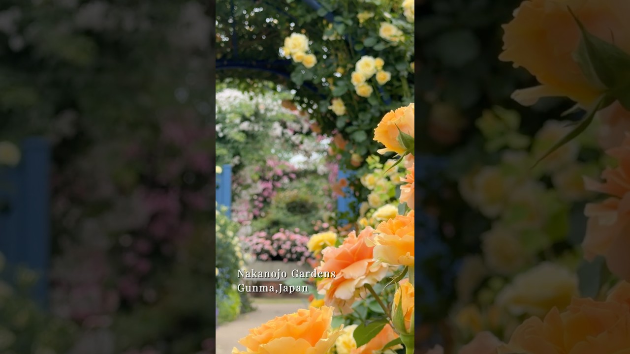 Nakanojo Gardens in Full Bloom 🌹 | 中之条ガーデンズ 春バラが見頃 #shorts
