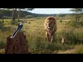 Simba Try To Catch Zazu The Lion King 2019 Simba Try To Catch Zazu The Lion King 2019