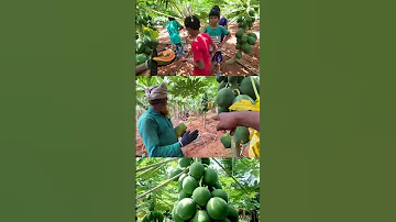Papaya നട ന ന ശര യ യ ര ത വല യ ത ട ടങ ങള ല ക ക ഇങ ങന യ ണ പപ പ യ നട ന നത Red Lady Papaya 