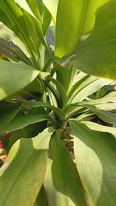 Download lagu daun hanjuang.. sangat di anjurkan utk mnutup luka, anti oksidan dan anti bakterial.. bye