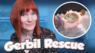 Rescuing a Pair of Lady Gerbils! | Munchie's Place