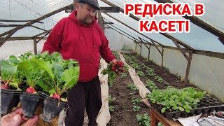 Яка Редиска  виросла в касеті