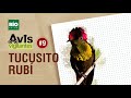 Avis Vigilantes - Tucusito Rubi - Ep# 9