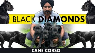 Large, Loyal & Muscular CANE CORSO, Beware of this gentle giant! Cane Corso are Black Diamonds