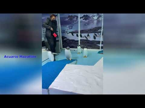 Firma Acuario Mazatlán intercambio temporal de pingüinos con;Acuario Imbursa, Parc Mesidor S A  de C