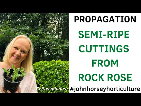 How to take Semi-Ripe Cuttings from Cistus - Propagating Sun Rose