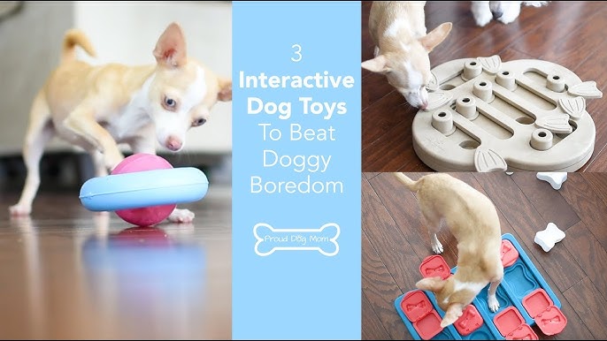 Best Interactive Dog Toys (Under $20) 