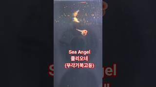 #Sea Angel #clione limacina #무각거북고둥 #바다 악마 #클리오네