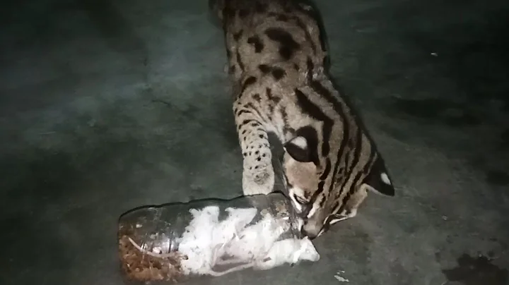 Watch the video about Asian leopard cat eat mice