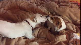Puppy Kisses by Pippin