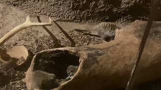 An exhibit of little baby meerkats!