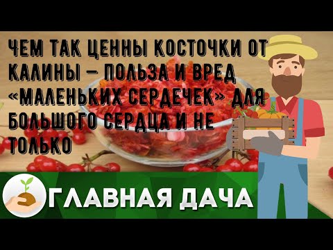 Чем так ценны косточки от калины — польза и вред «маленьких сердечек» для большого сердца и не тол.