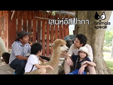 วีดีโอ: ปุ๋ยหมักอัลปากา - ฉันจะใช้มูลอัลปากาเป็นปุ๋ยได้อย่างไร