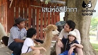 Animals Speak [by Mahidol] เสน่ห์อัลปากา