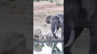 ELEPHANT ATTACKS Rhino & Baby! 🐘