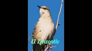 Hermoso Canto del #zenzontle #cantodeaves nature birds sounds relaxing #cenzontle #birds #relaxing