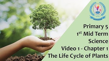 Primary 5 - 1st Mid Term - Science - Video 1 - Chapter 1 - The Life Cycle of Plants