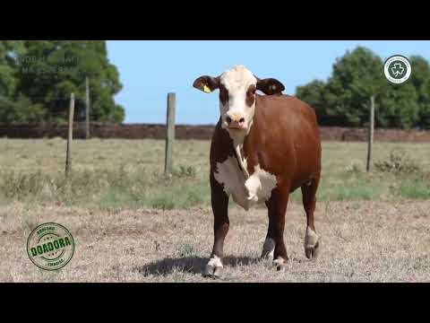 LOTE 11 - TE N004