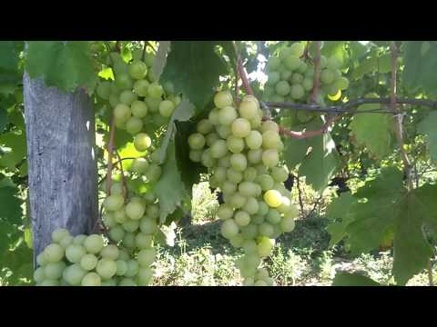 Video: Kesha Grapes