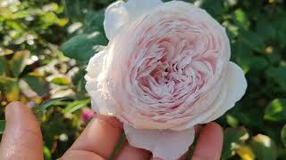 Earth Angel Vs Geoff Hamilton