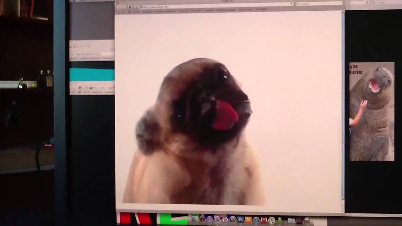 Multi-useless website em ação!!!