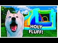 Surprising My Husky with a Bouncy House Pool Party for Her Birthday!