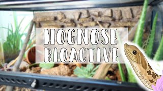 Western Hognose Snake Bioactive Enclosure Setup // Trying Bio Dude Substrate
