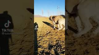 Kangal Tik Tok