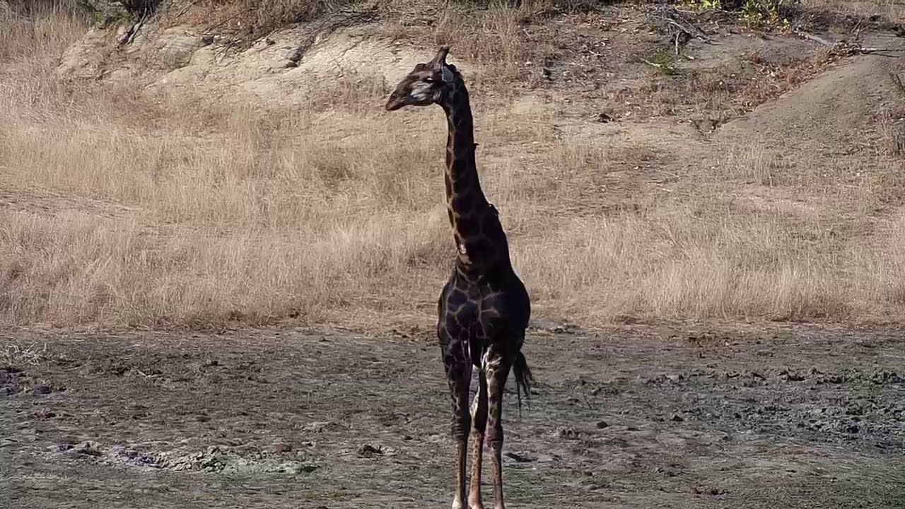 camera iphone 8 plus apk Djuma: Dark Giraffe male with scar on right side of neck - 14:23 - 06/16/19
