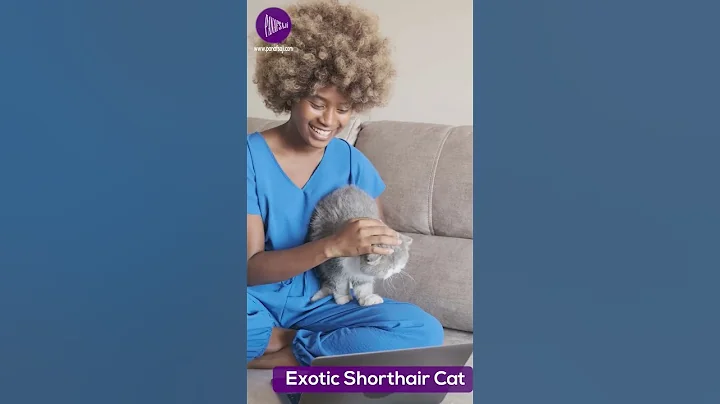 Video 1618291: exotic shorthair cat, feline breed, popular breed, cat lovers