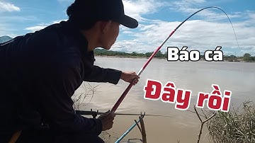 " Câu Cá Rô Phi Sông, Cá Rô Phi Con Phá Ổ Thì Phải Làm Sao? " | Hung Haiikaba 