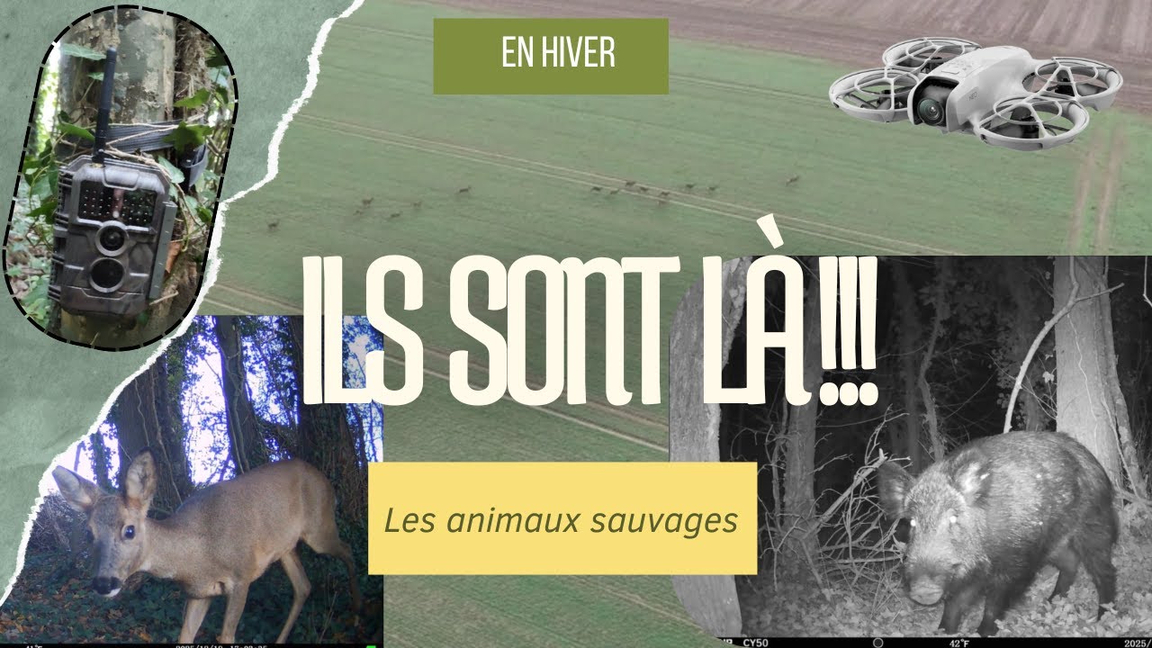 Caméras de chasse : je vous amène observer la faune sauvage des champs et des sous bois en hiver.