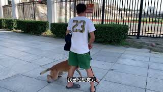来看看训了一年多的狗怎么样！##宠物 #dog #狗狗 by 龙龙要努力 154 views 3 months ago 3 minutes, 3 seconds