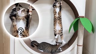 Fighting for the cat wheel! What happens when you buy cat siblings a cat wheel?