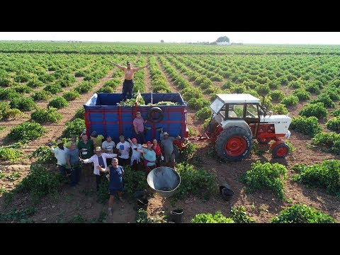 Vendimia Manual 2018 en Tomelloso |David Brown 1410 Turbo| |Massey Ferguson 290|
