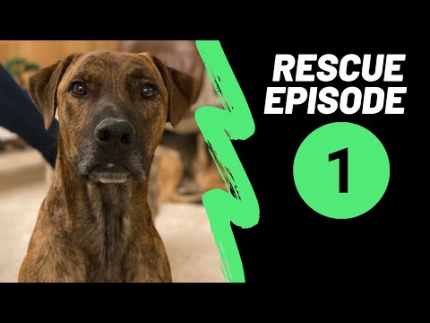 Vidéo: Nouveau Chien : Premier Jour