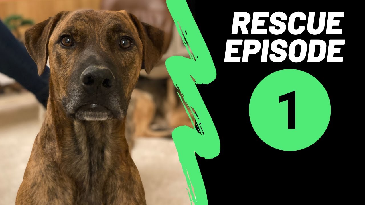 J'adopte un nouveau chien comment réussir l'adoption d