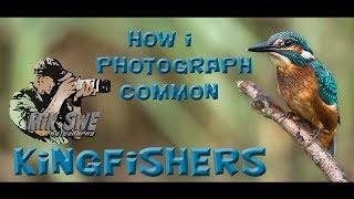 Bird photography - How I photograph common kingfishers screenshot 5