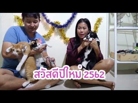 Vlog ปีใหม่ จัดปาร์ตี้อาหารเปียก 7 ยี่ห้อให้แมว อันไหนจะหมดก่อนกัน | BEAUTY MOUTHSY