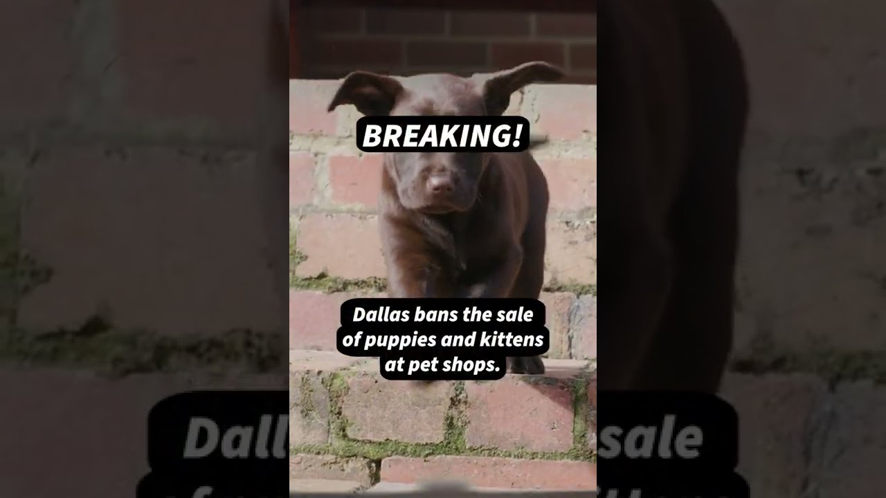 Dallas Bans the Sale of Puppies and Kittens at Pet Shops 